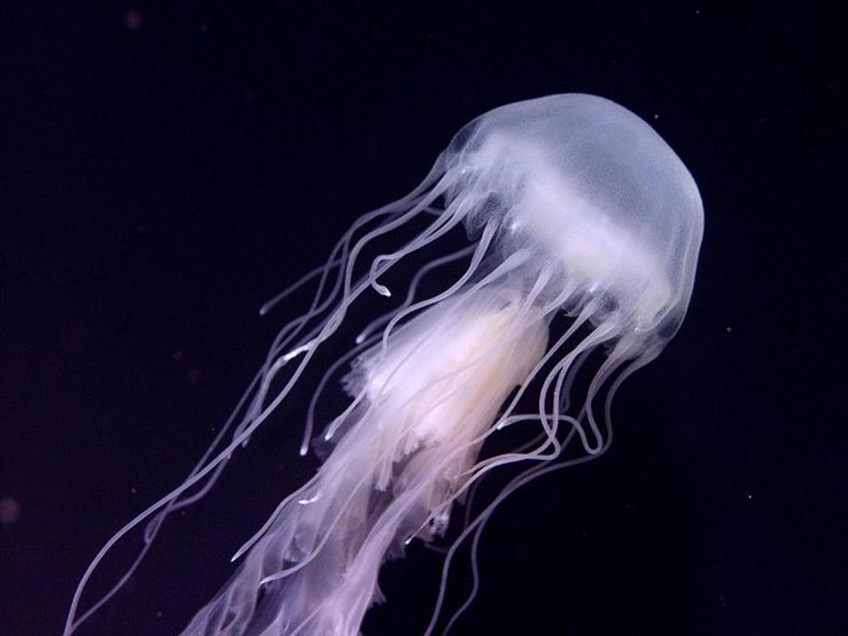 a jellyfish is floating in the air