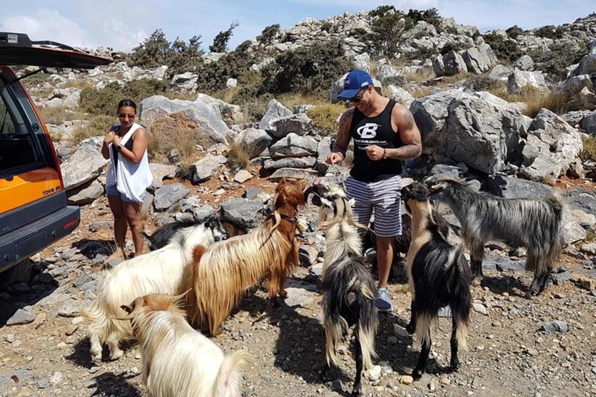 two people and a group of goats on a mountain
