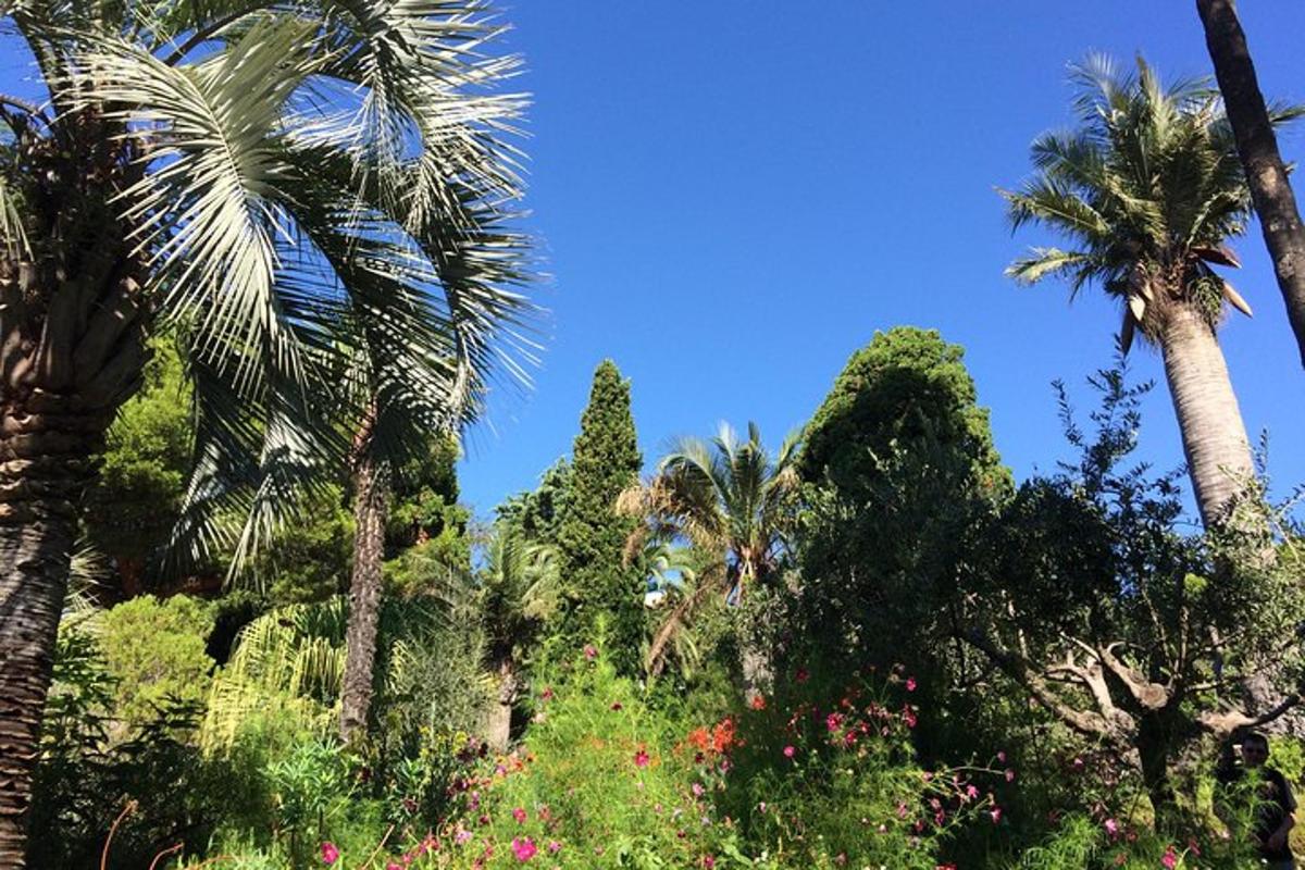 sekumpulan pokok palma dan semak dengan langit biru