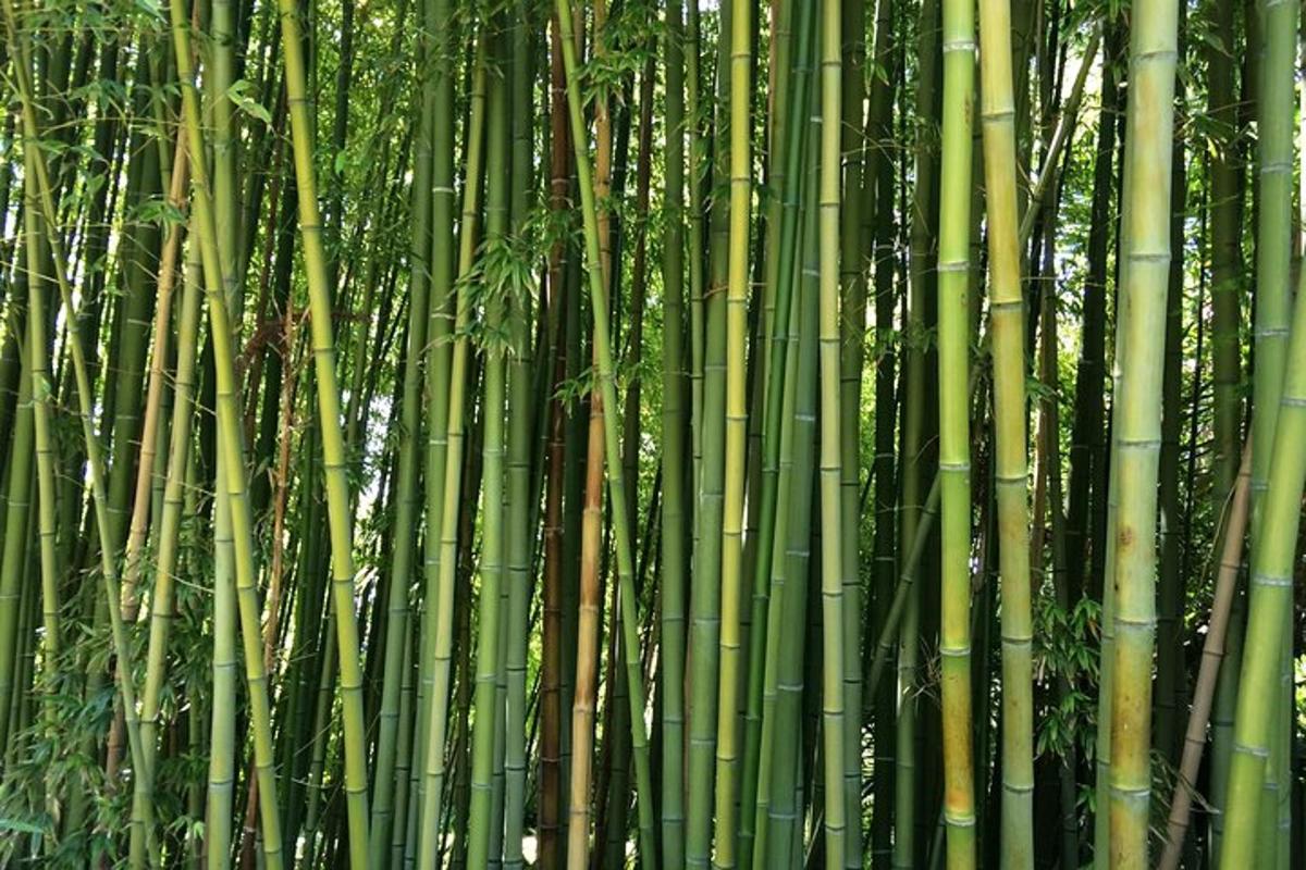 un grupo de árboles de bambú en un bosque