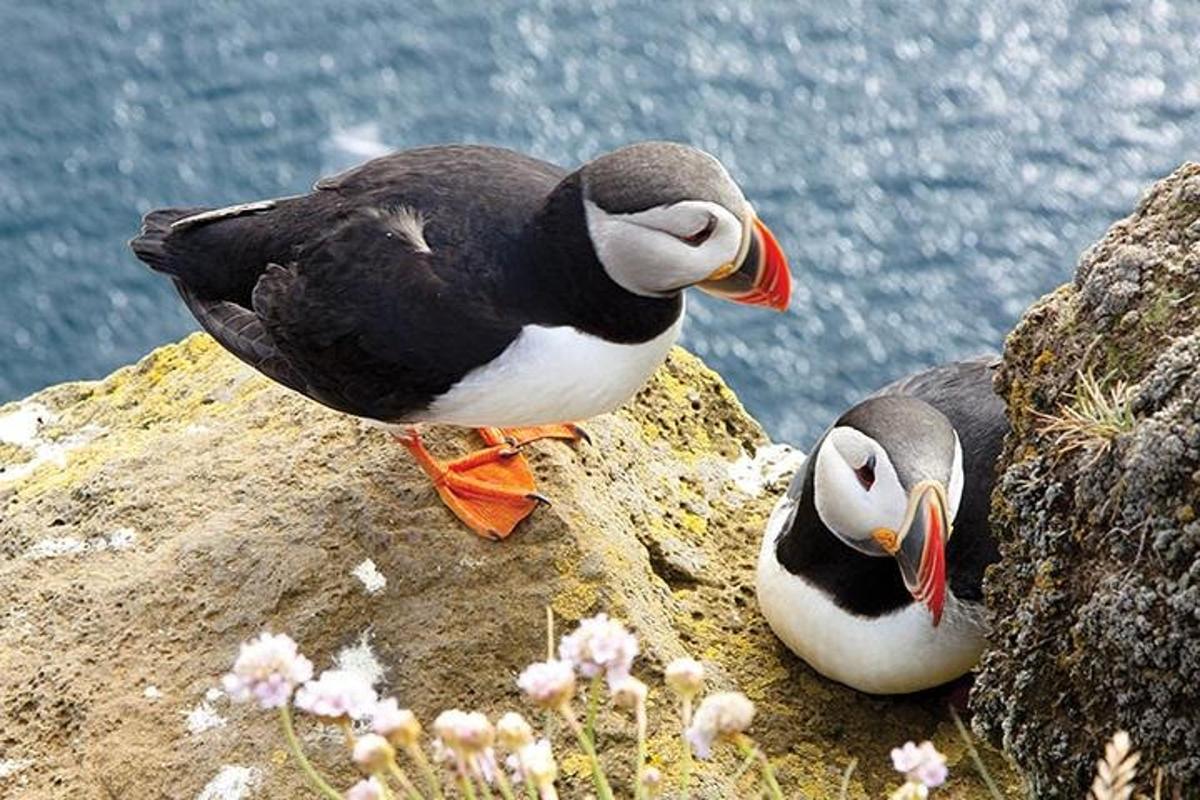 dua burung duduk di atas batu berhampiran air