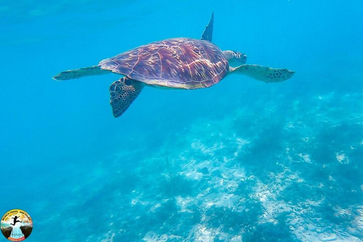 zelená mořská želva plavající v oceánu