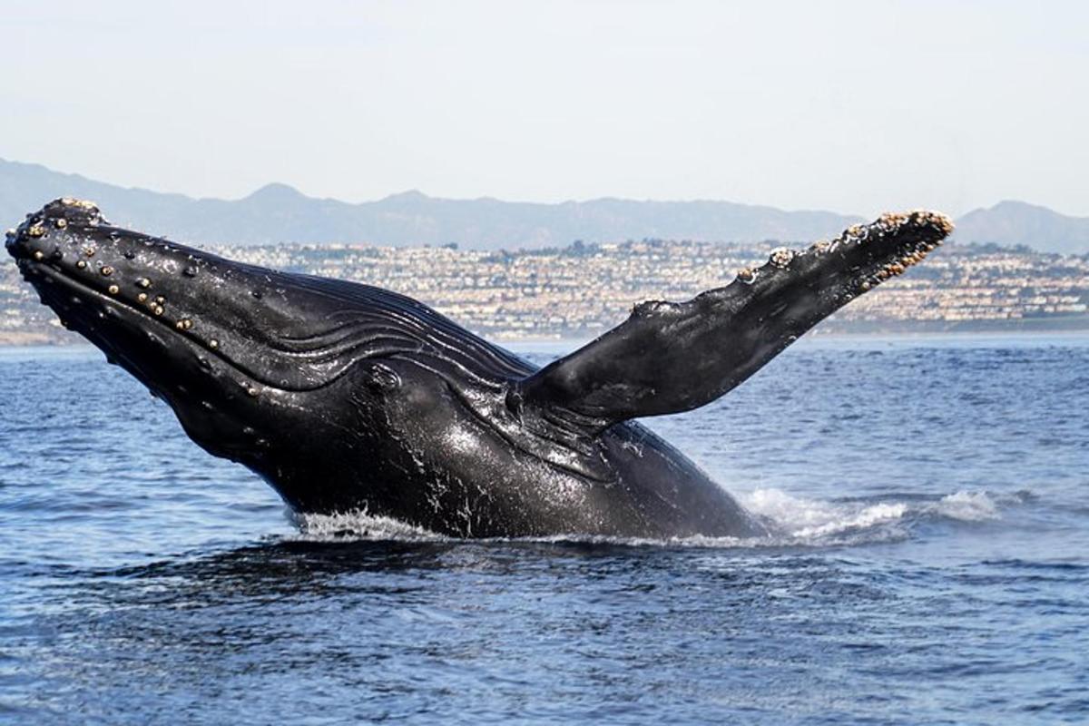 una balena geperuda a l'aigua amb els tentacles estesos