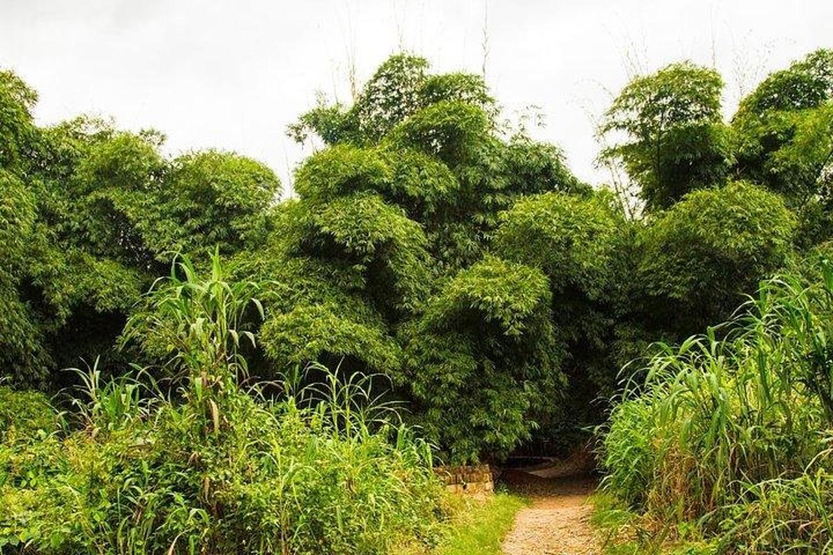 una strada sterrata in mezzo a una foresta