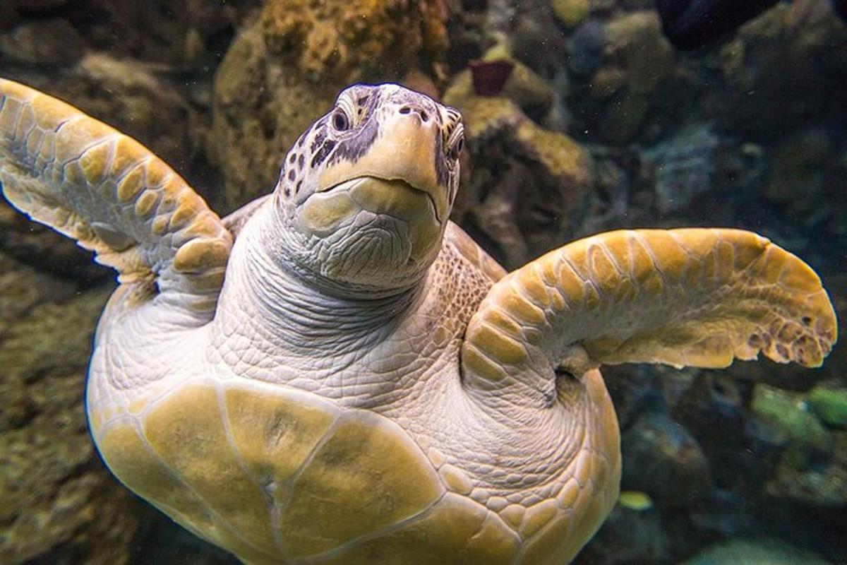 a green sea turtle swimming in the water