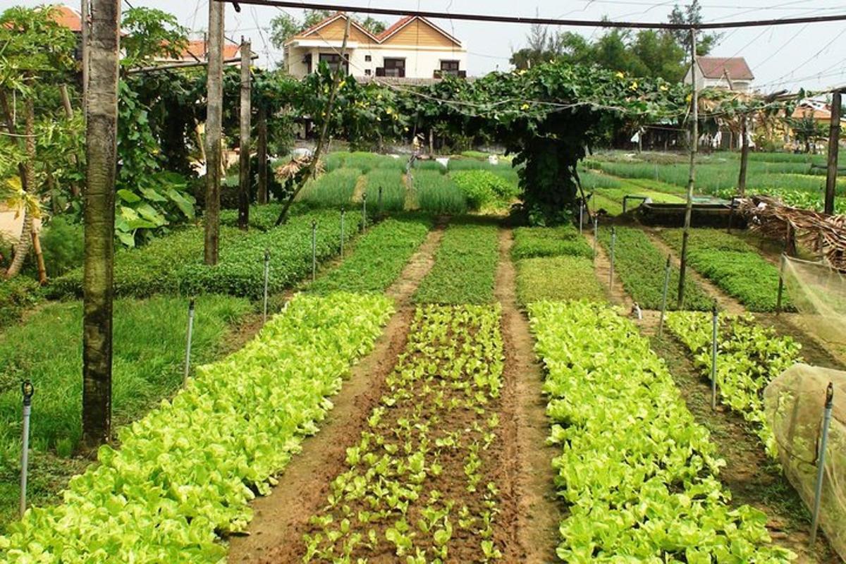 padang yang penuh dengan tanaman selada