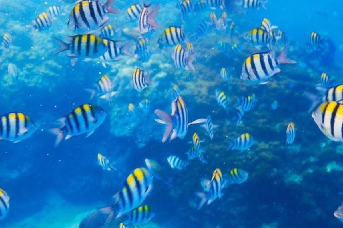 hejno ryb plavající v oceánu