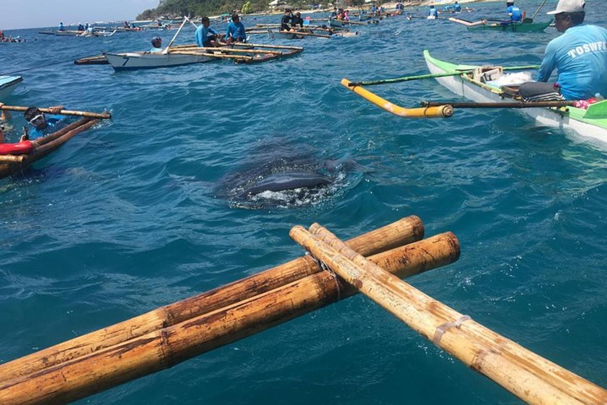 una balena a l'aigua al costat d'un grup de vaixells