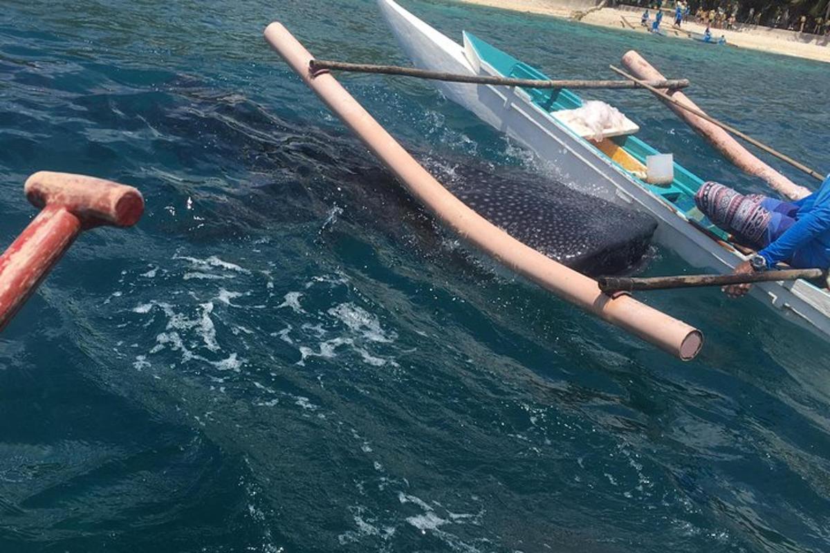 ein Wal im Wasser neben einem Boot