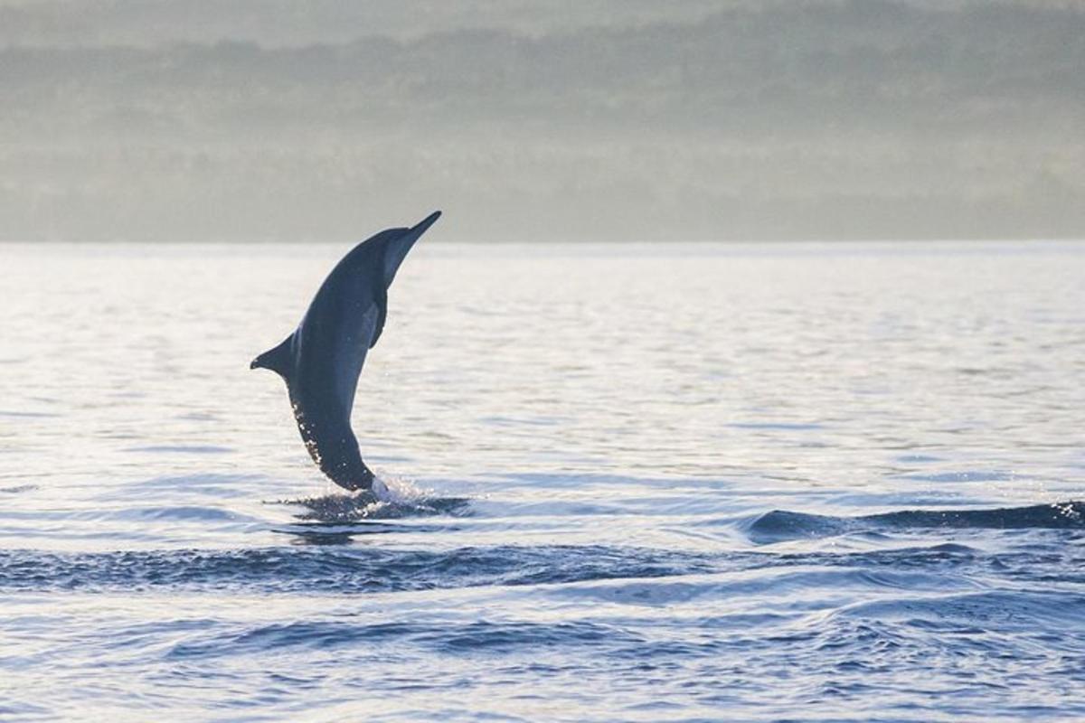 un delfino che salta fuori dall'acqua nell'oceano