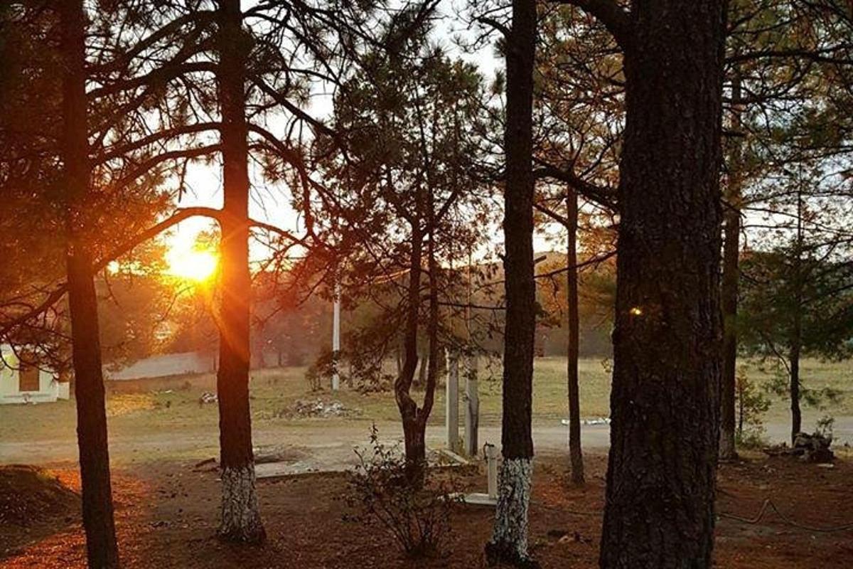 阳光透过的树林