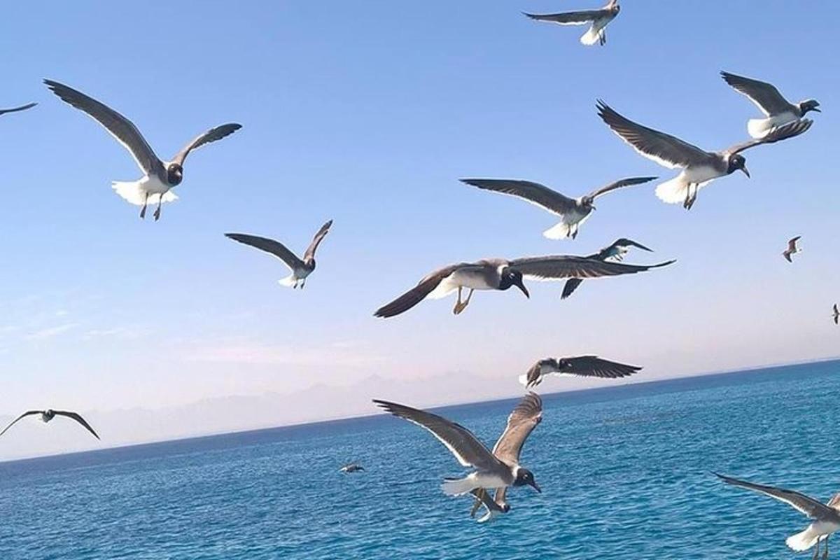 hejno racků letících nad oceánem