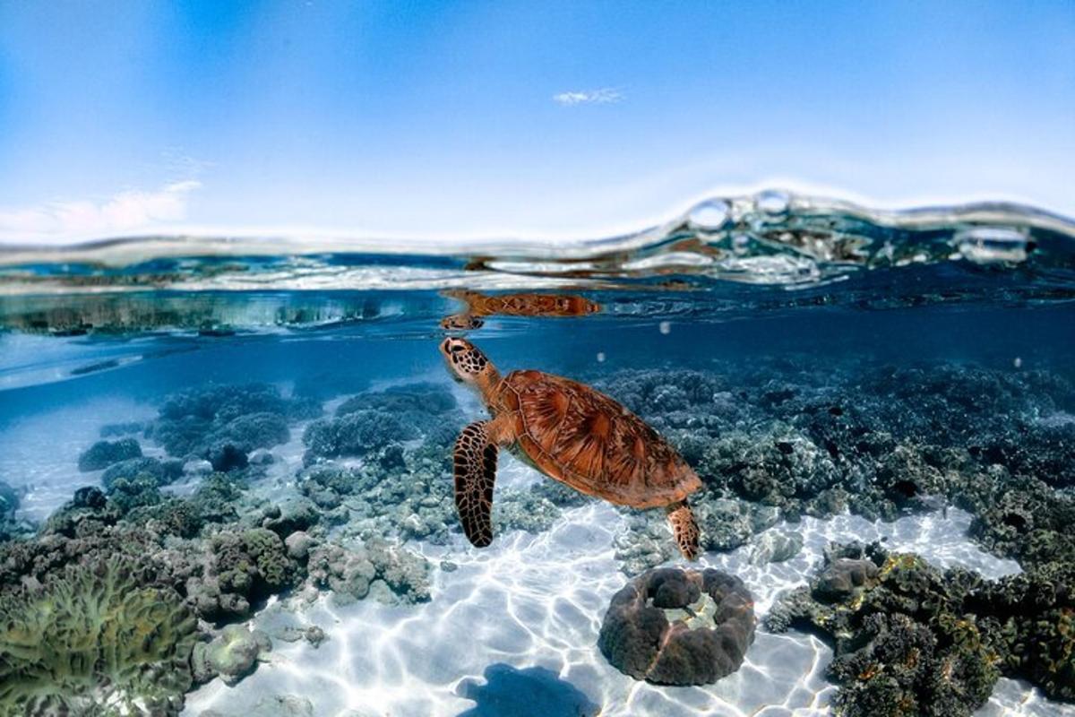 a sea turtle swimming over a coral reef