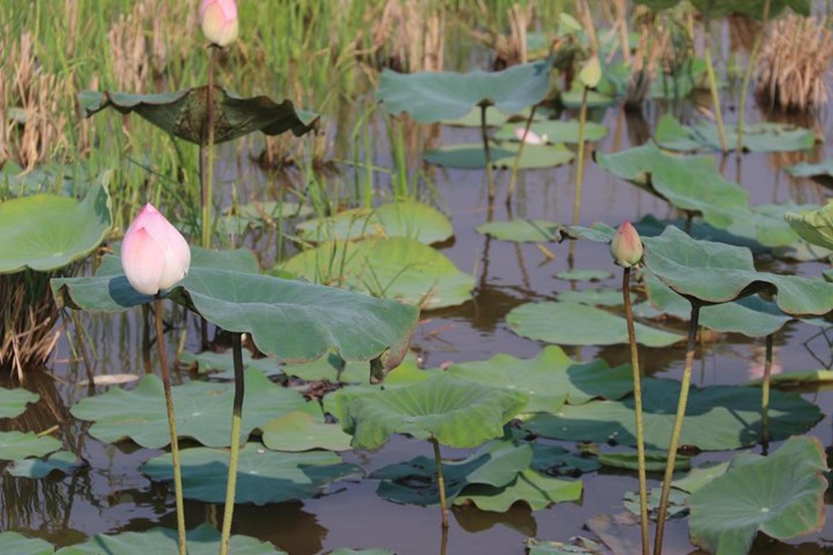 uma flor de lótus em um lago com nenúfares verdes