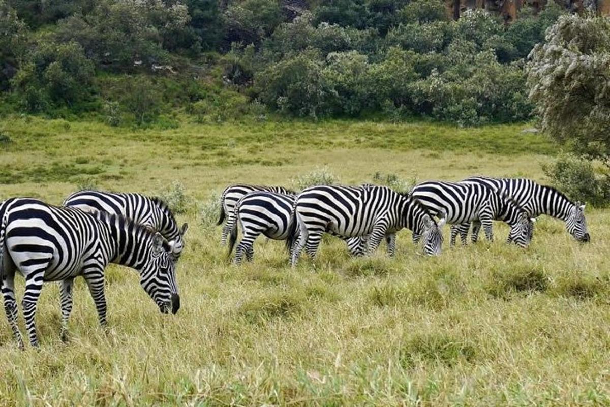 sekumpulan zebra sedang meragut di padang