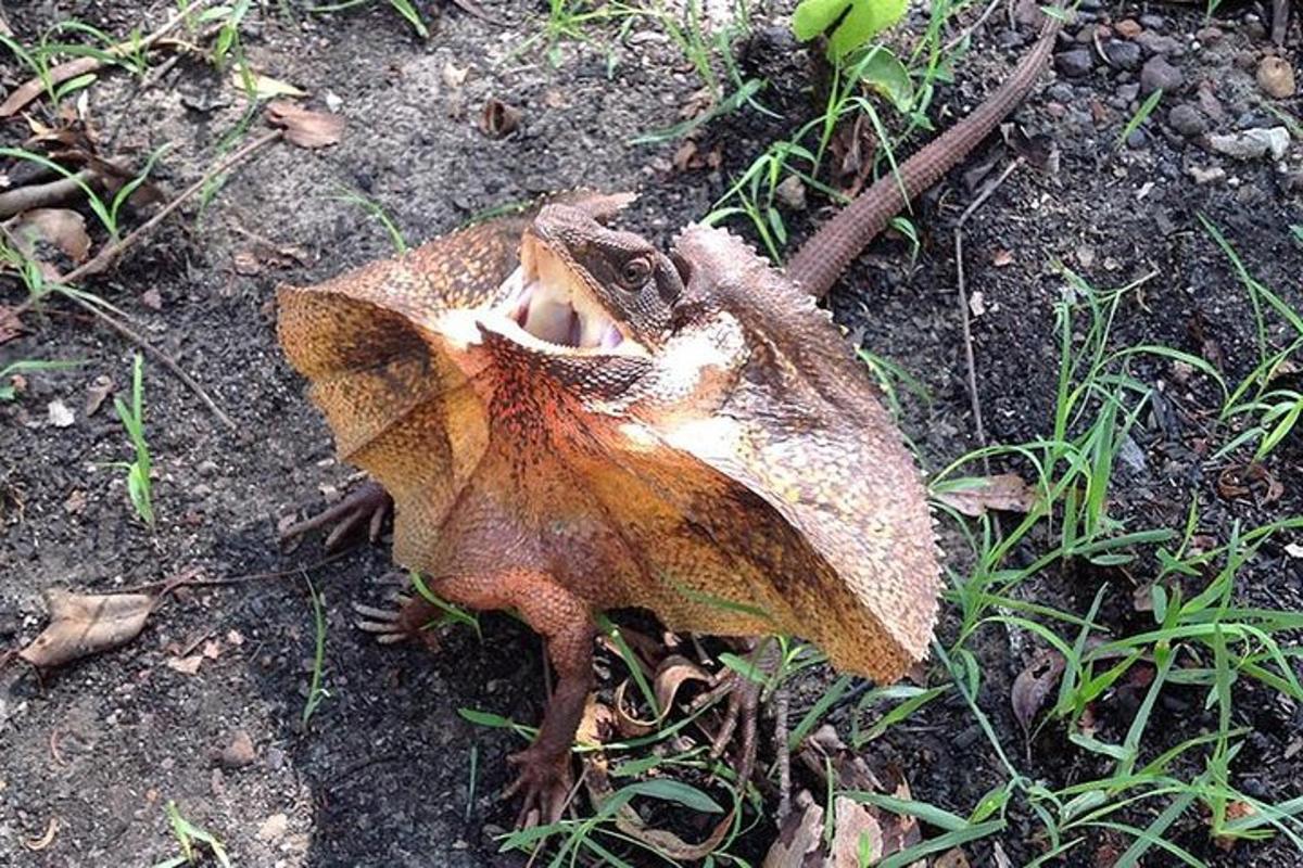 a leaf on the ground with its mouth open