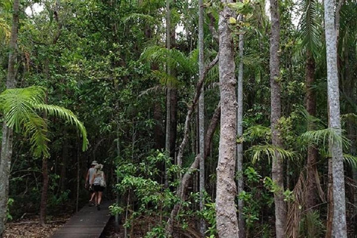 a person walking on a trail in the forest