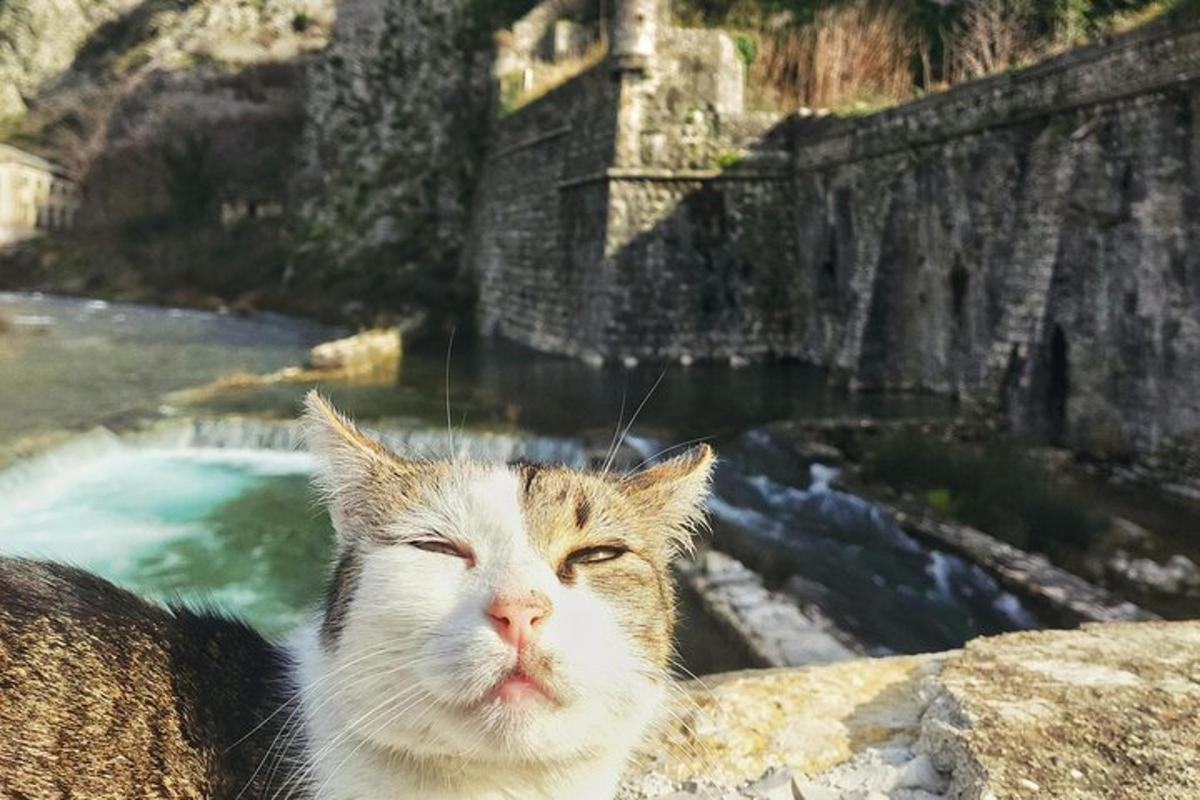 mačka sedi na skali blizu vodnega telesa