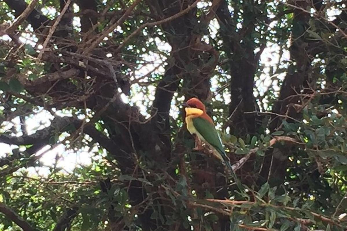 a bird perched on top of a tree