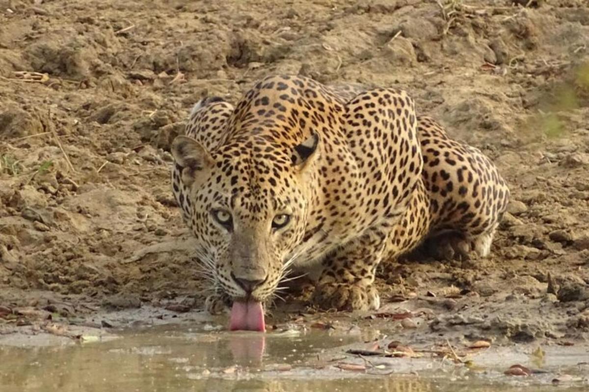 a jaguar drinking water from a watering hole