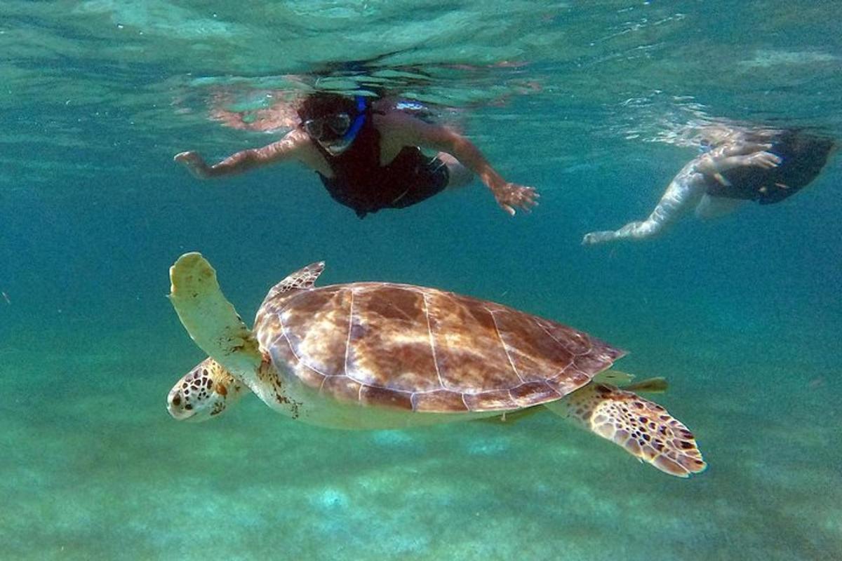Δύο άνθρωποι κολυμπούν με μια χελώνα στο νερό