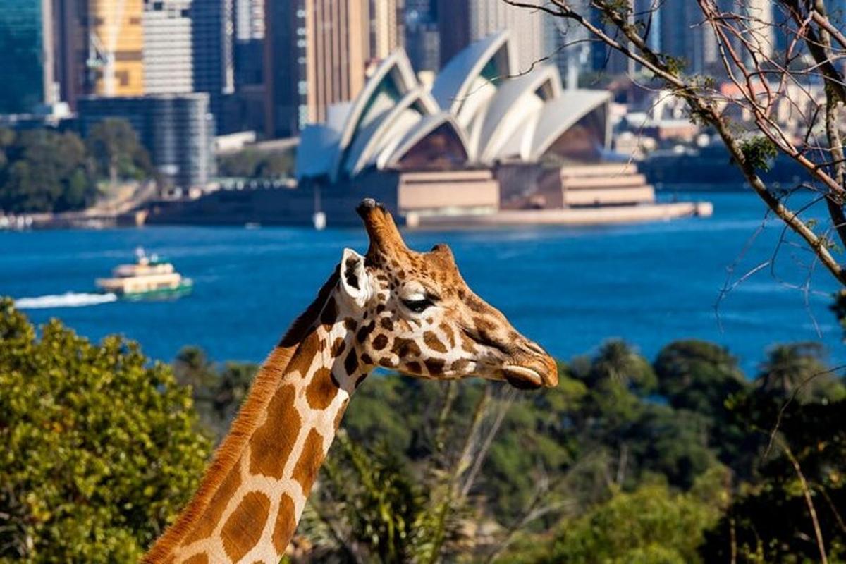 a giraffe standing in front of a view of a city