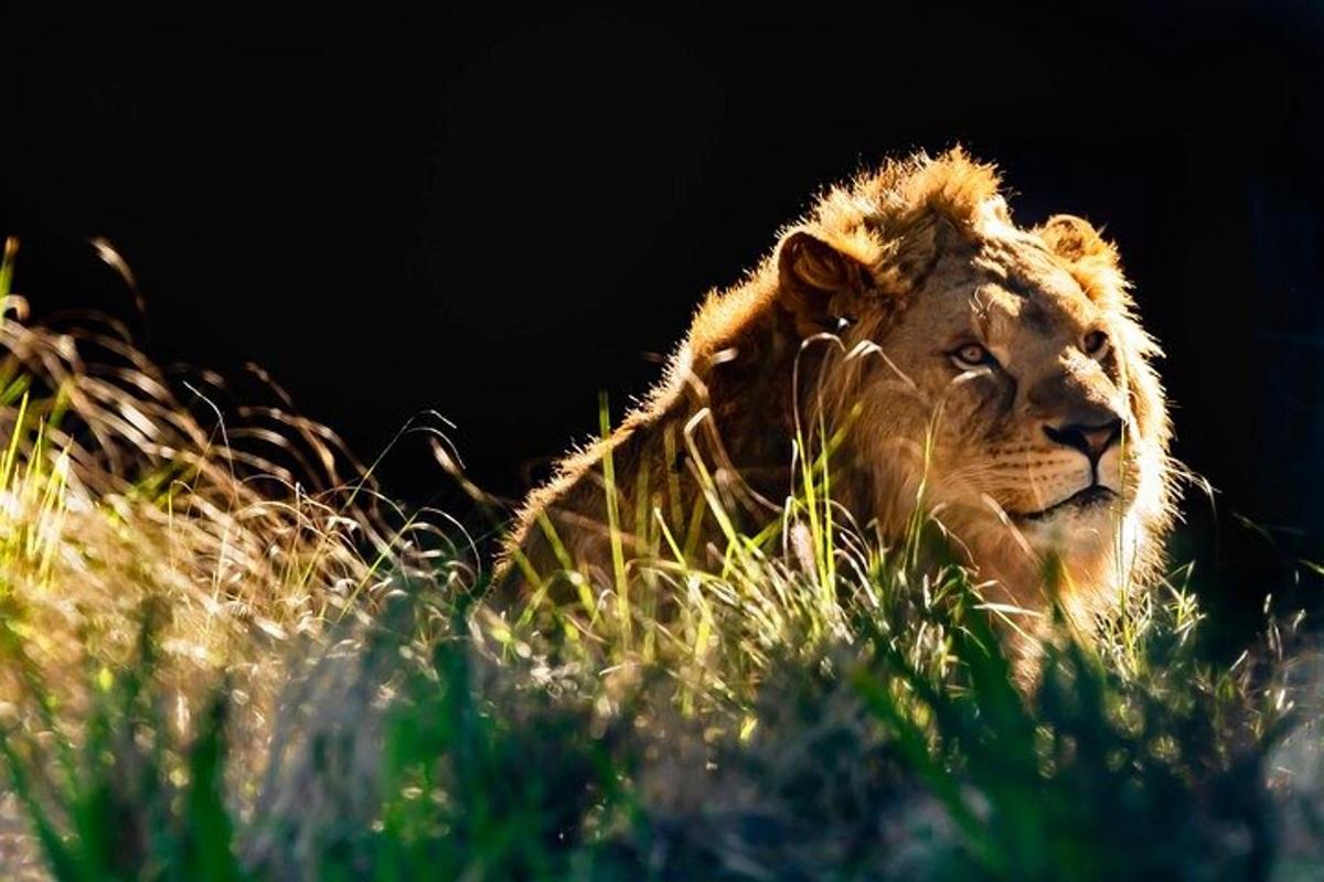 a lion laying in the tall grass