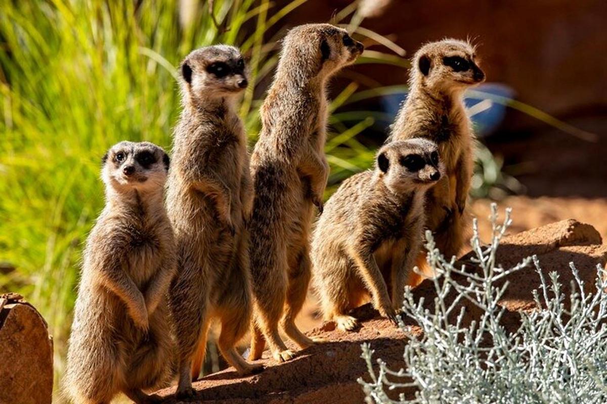 a group of meerkats standing on a rock