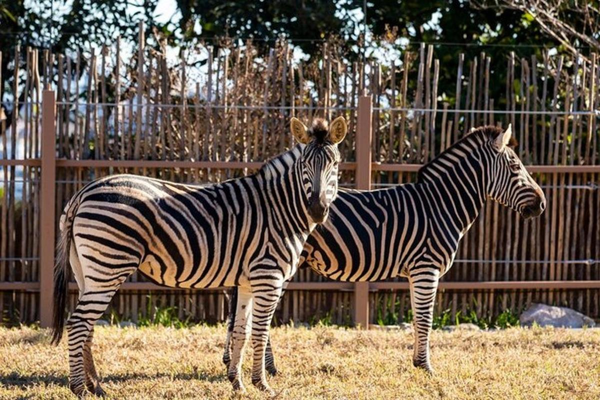 two zebras standing next to each other in a field