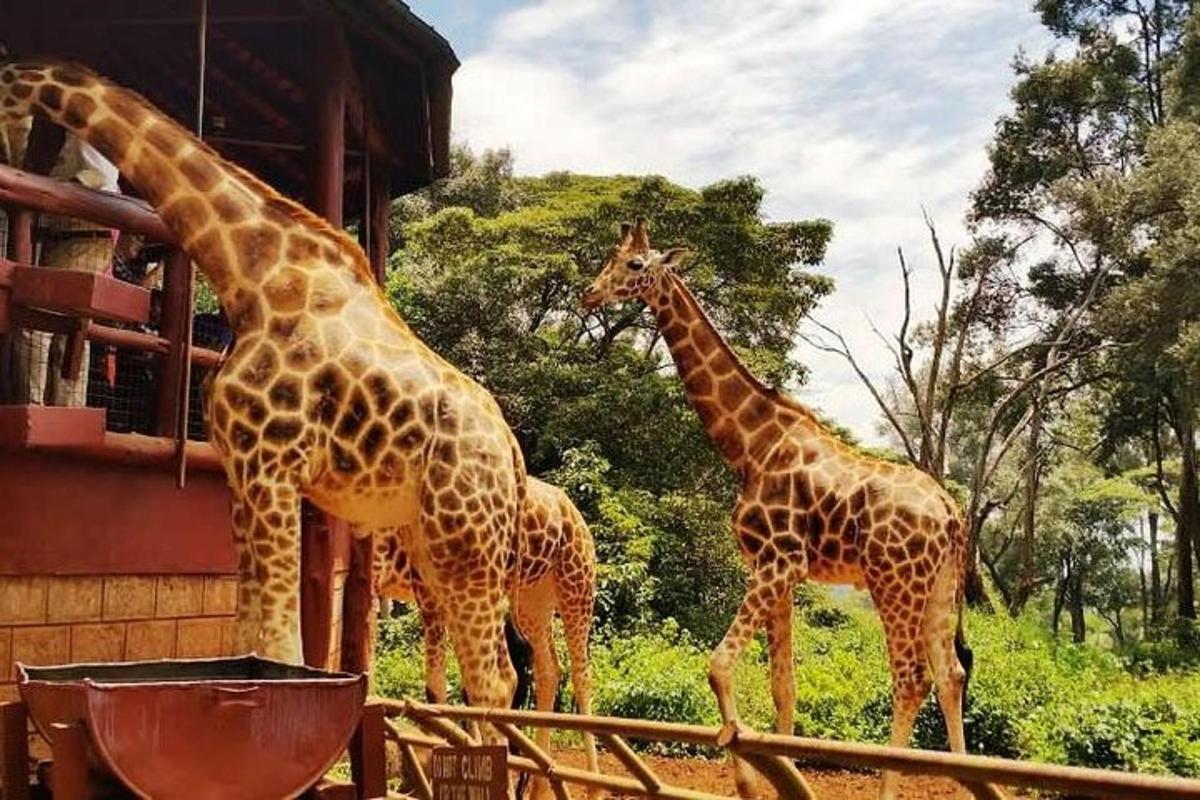 three giraffes are standing next to a building