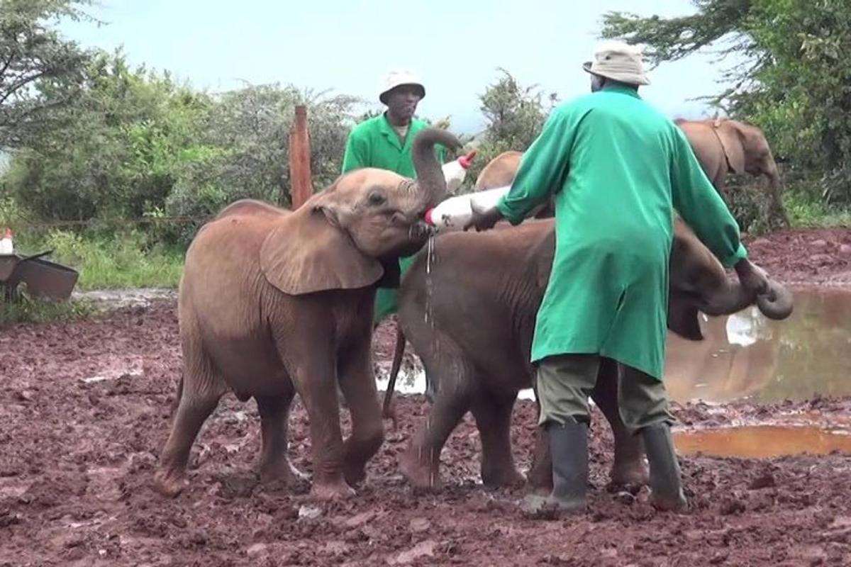two men are feeding a baby elephant from a bottle