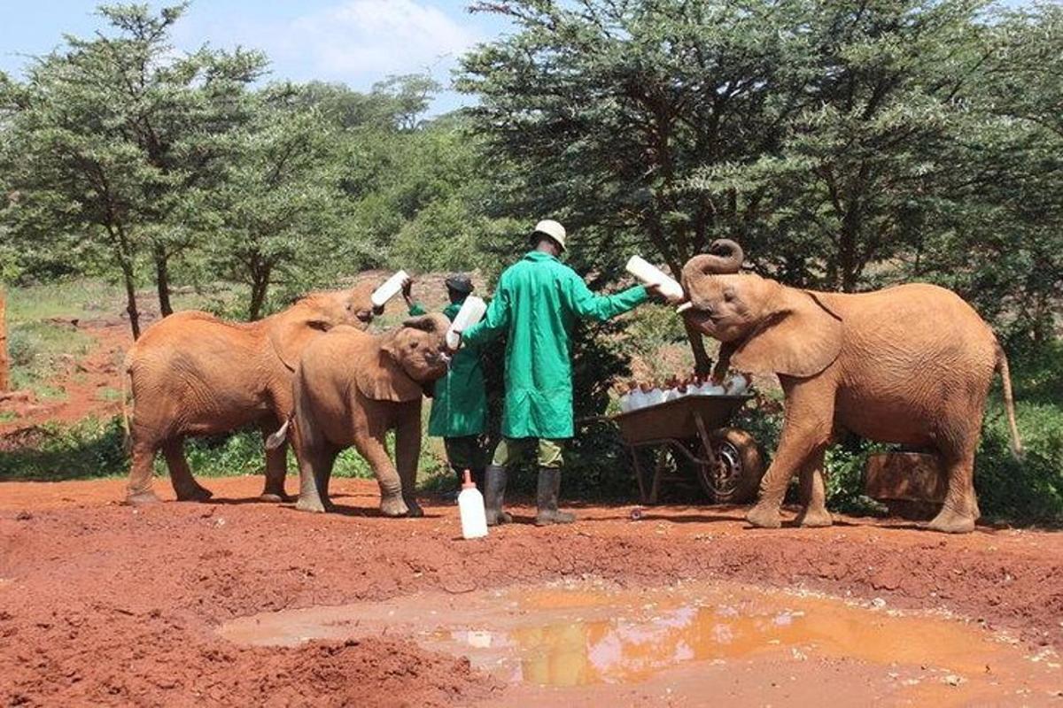 a group of people feeding two elephants with milk bottles