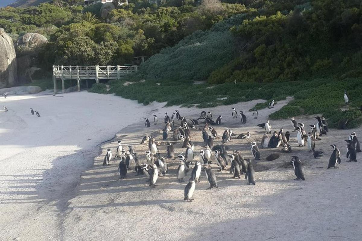 een groep pinguïns die op het strand lopen