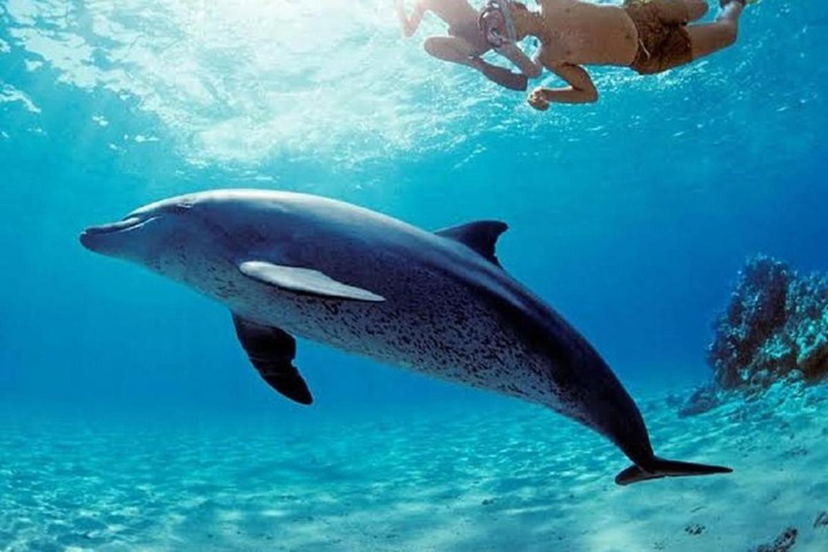 isang lalaking lumalangoy sa tabi ng isang dolphin sa karagatan