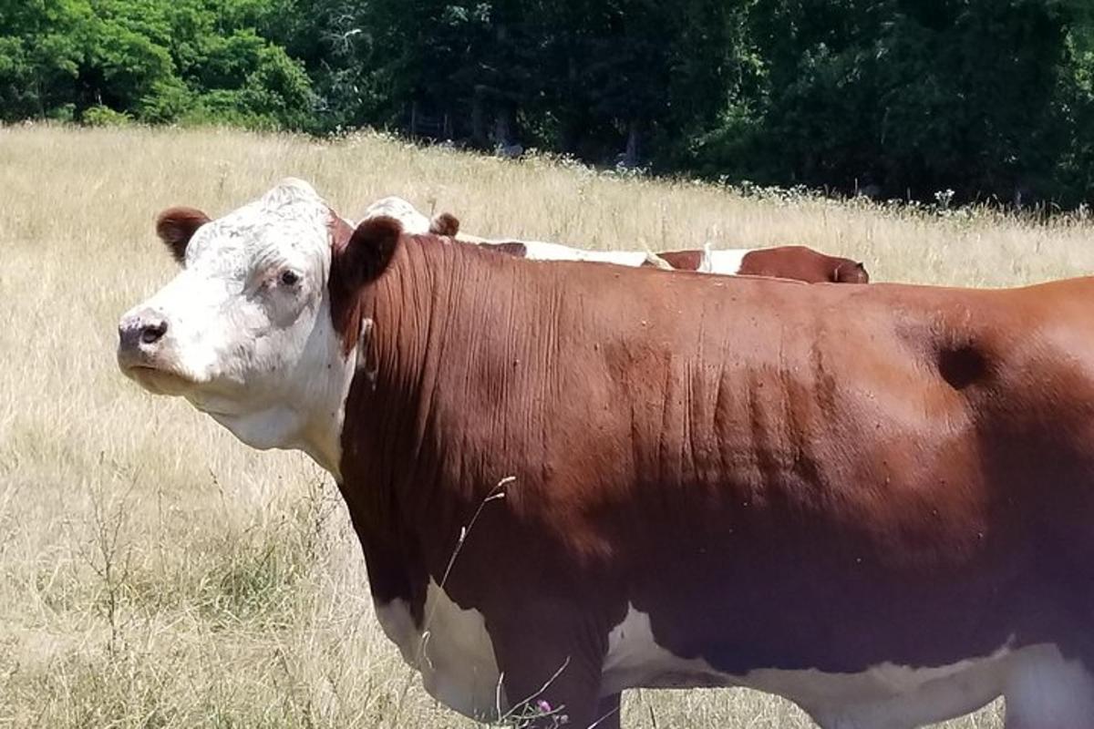 a brown and white cow standing in a field