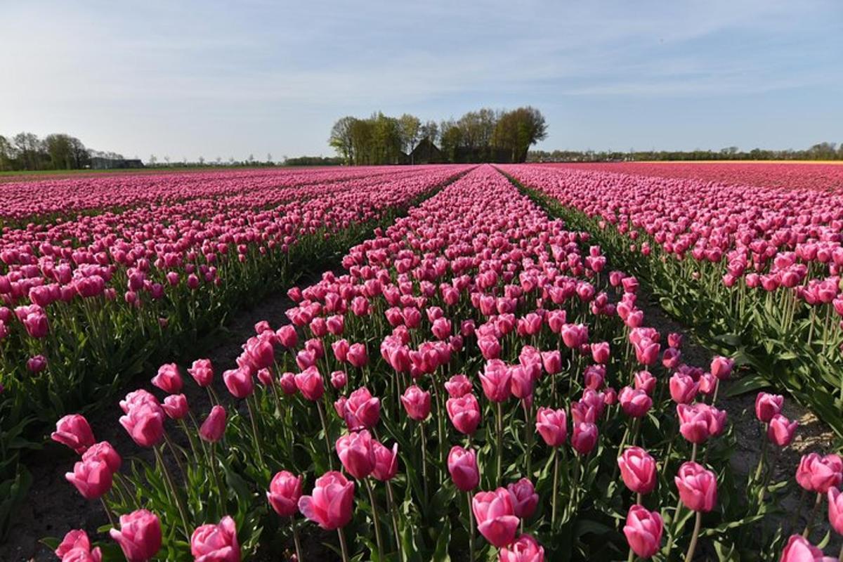 a field of pink tulips in a field