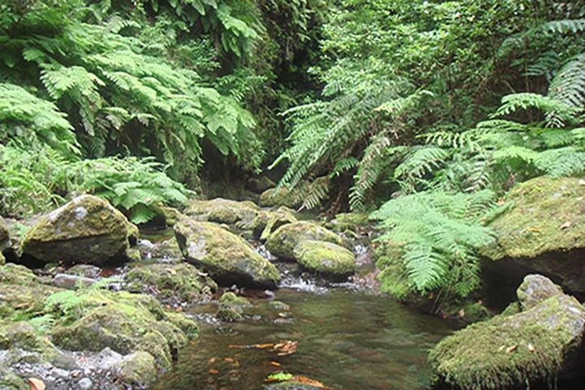 sungai di dalam hutan dengan batu dan pokok