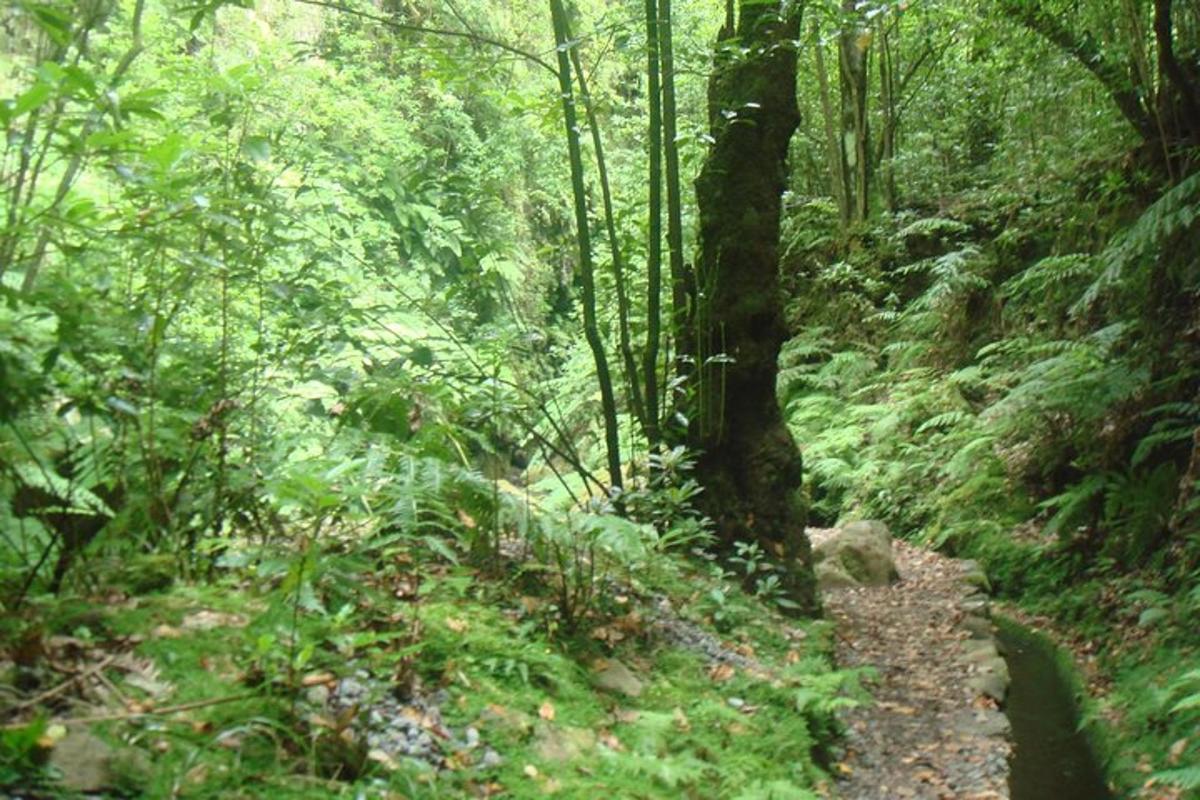jejak tanah di hutan hijau yang subur