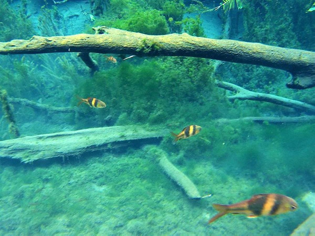hópur fiska sem synda undir tré í fiskabúr