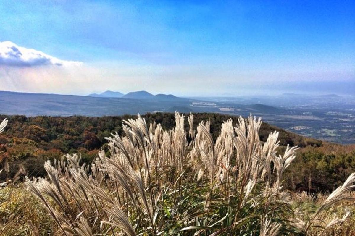 a field of tall grass with mountains in the background