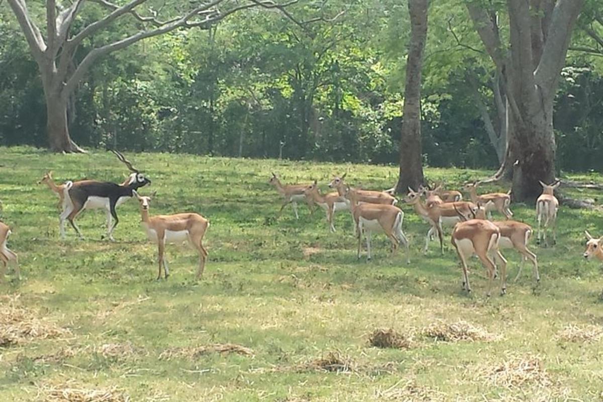 a herd of deer standing in a field