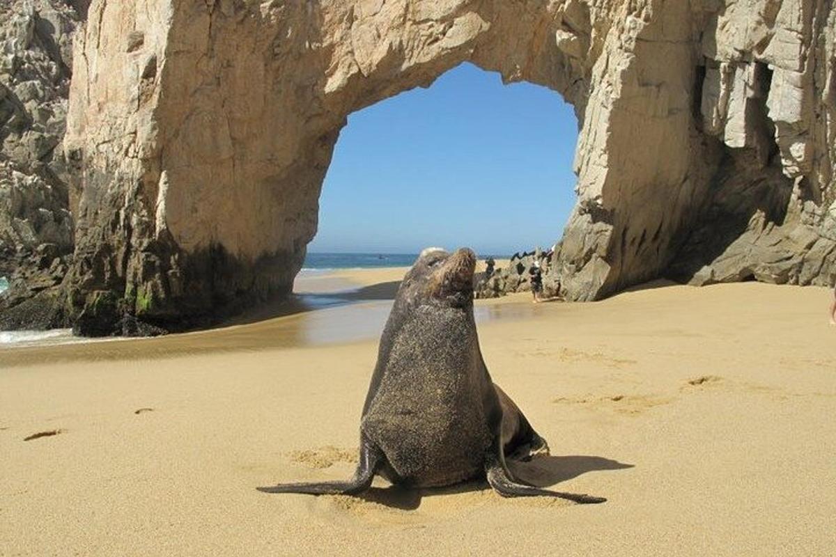 una foca seduta sulla spiaggia che guarda il cielo