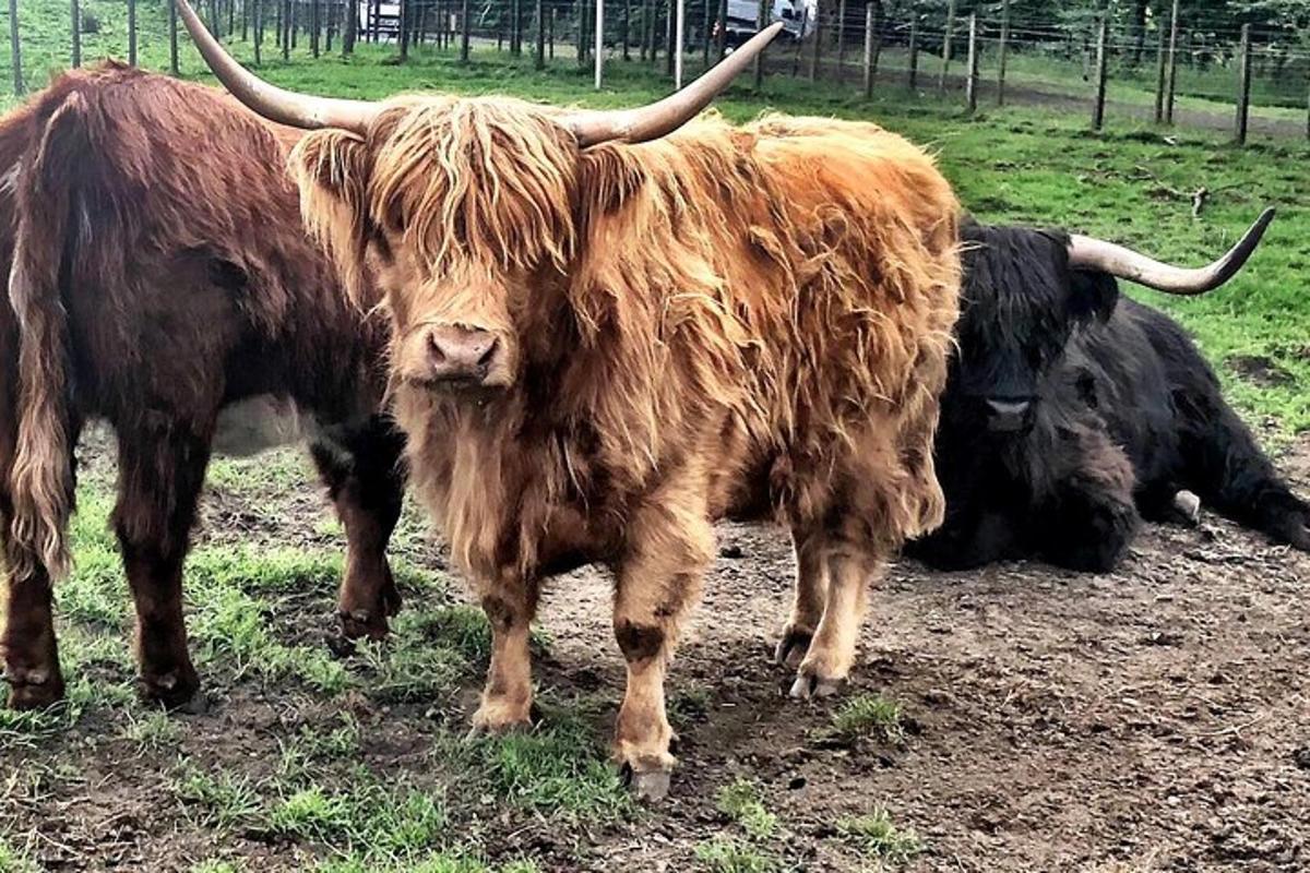 a group of cows with horns standing in a field