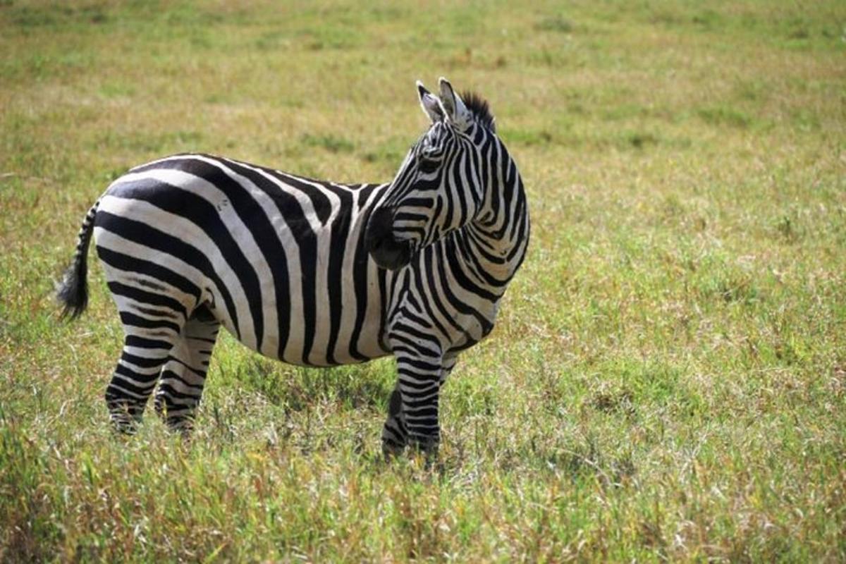 egy zebra áll egy füves mezőn