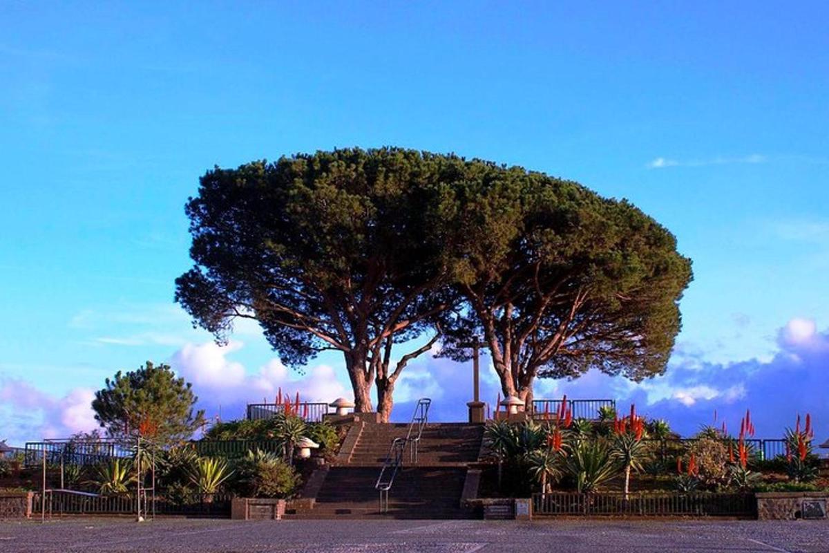 a large tree sitting on top of some stairs