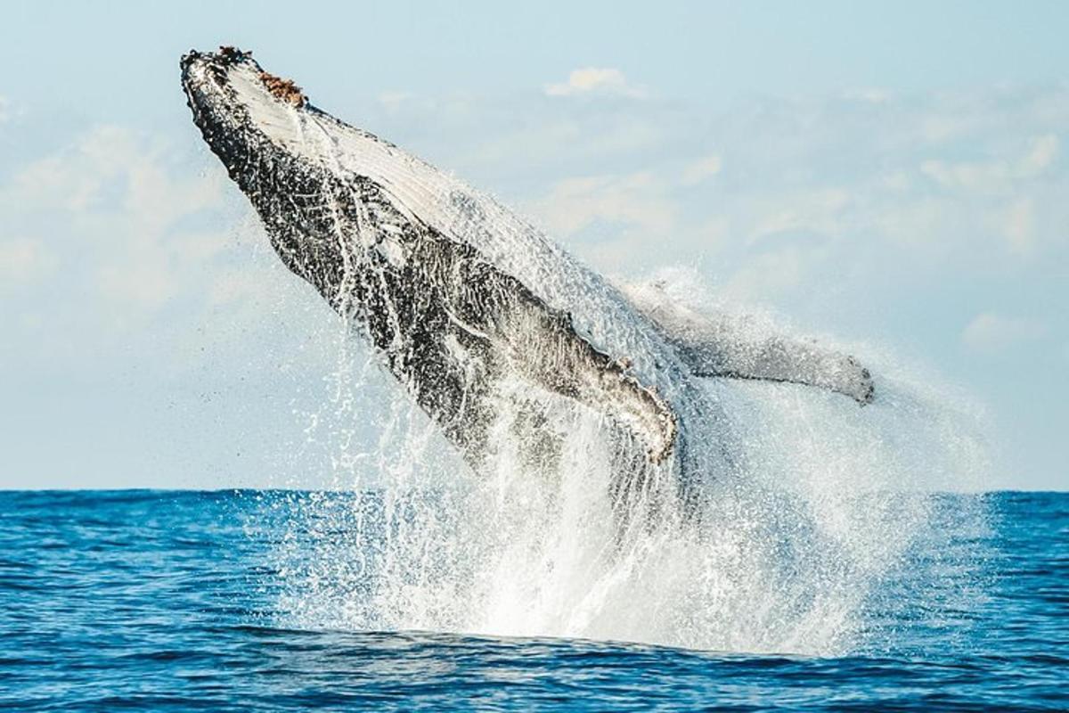 a dolphin jumping out of the water