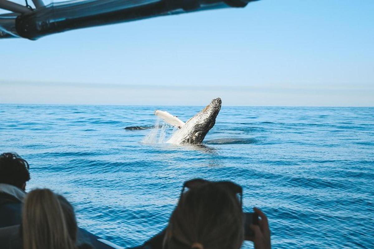 a group of people taking pictures of a whale in the water