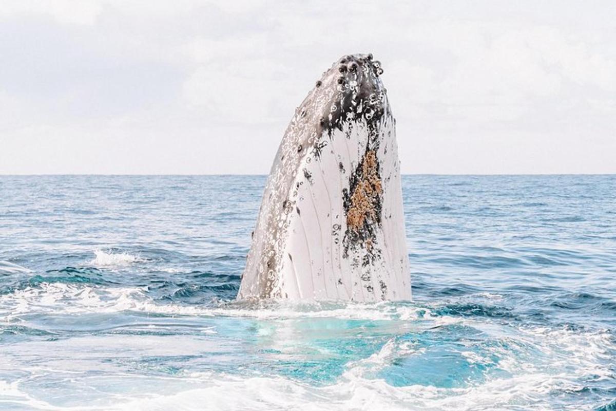 a dolphin sticking its head out of the water