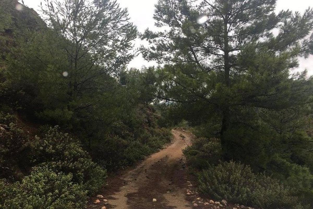 un camino de tierra en medio de un bosque