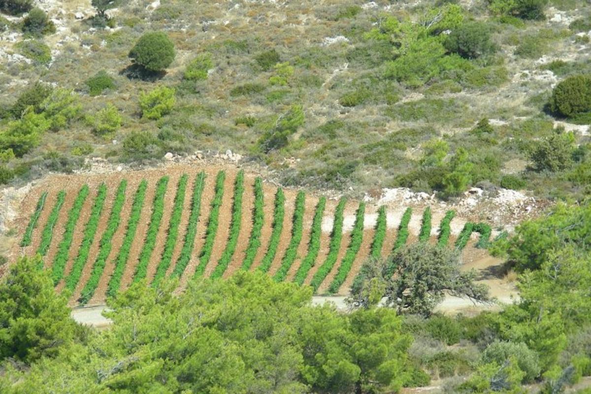 Una vista aérea de un grupo de viñedos.